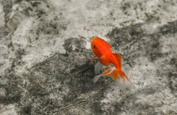 Pez dorado comiendo un alimento de pescado —  Fotos de Stock