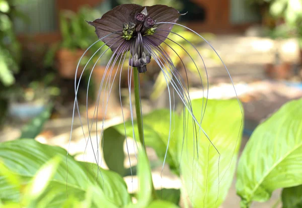 Tacca chantieri var macrantha, bunga kelelawar hitam — Stok Foto