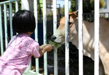 Littel kız samanla inek besleme