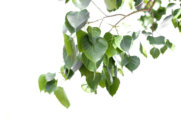 Brancg van bo blad geïsoleerd — Stockfoto