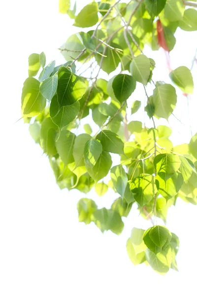 Fondo de desenfoque suave de la hoja de Bo aislado — Foto de Stock