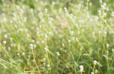 Yumuşak hafif bulanık arka planda çimen Doğum çiçek 