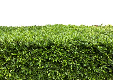 İzole fetus ile yeşil çit 