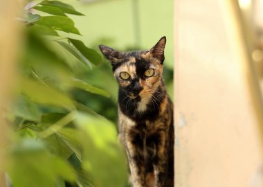 Küçük kedi ağaç ile yanında oturan kamera seyir 