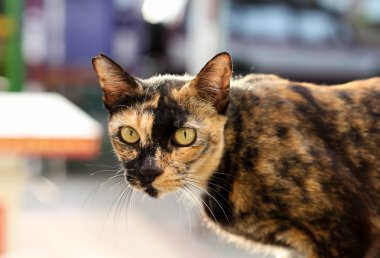 Duvardaki sarı gözlü kedi 