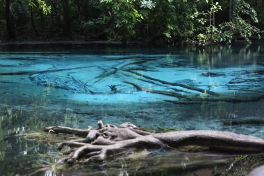 Zümrüt veya mavi su birikintisi içinde derin orman niteliği