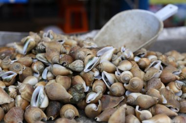 içinde belgili tanımlık çarşı canlı kabuklu