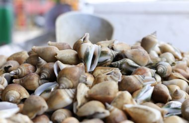 içinde belgili tanımlık çarşı canlı kabuklu