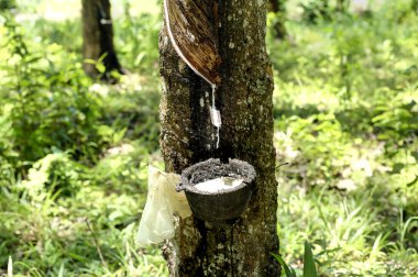 Kauçuk ağacı sütü bir kaseye akan