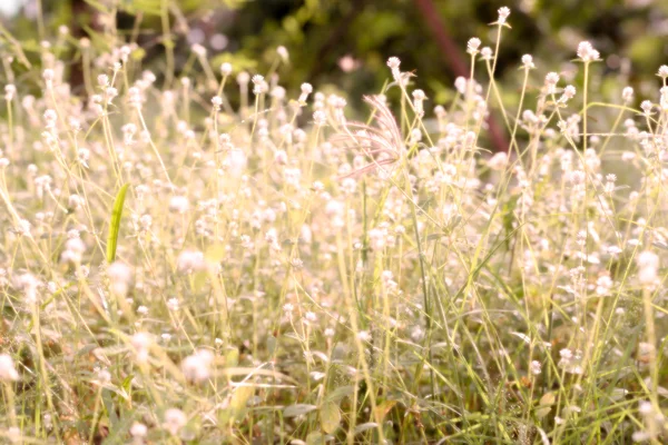 Rumput bunga Natal dengan latar belakang yang redup dan buram — Stok Foto