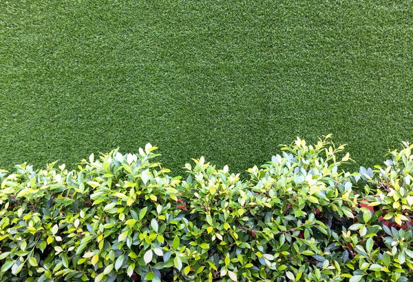 緑の植物と草の背景のテクスチャ — ストック写真