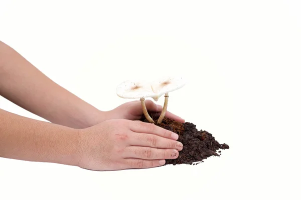 Boy is hand taking care of a heart shaped mushrooms — Stock Photo, Image