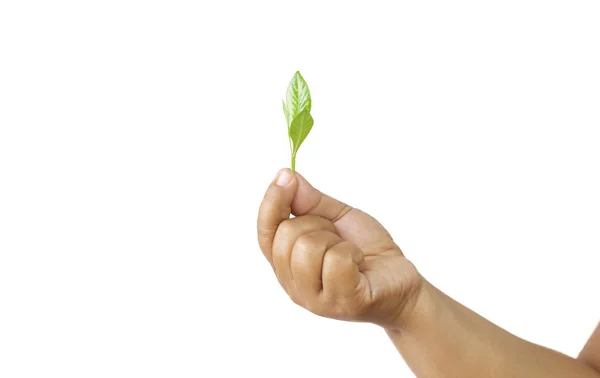 Agricultor sosteniendo hojas frescas en la mano — Foto de Stock