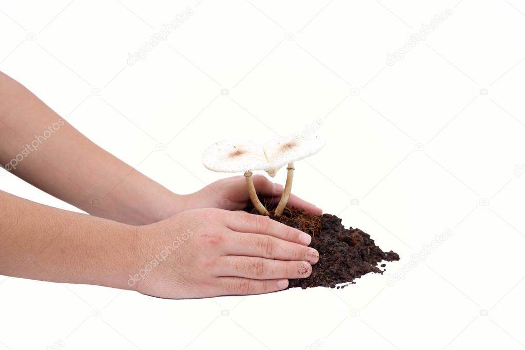 Boy is hand taking care of a heart shaped mushrooms