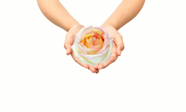 Hand holding a Pink rose bud in isolated — Stock Photo, Image