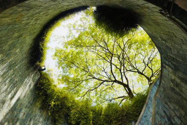 Singapur 'da yeşil ağaçlı mağara