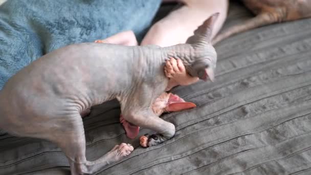 Dois gatinhos esfinge bonitos jogando em um cobertor cinza. — Vídeo de Stock