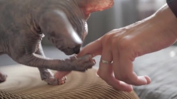 Grey Sphinx kitten plays with the owners finger. Concept: animal games — Stock Video