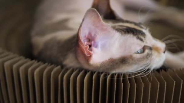 Vista cercana de la cabeza del gato de la esfinge. Gato descansando en su cama. Mascota doméstica. — Vídeos de Stock