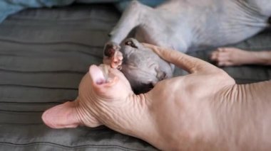 Sfenks anne kedisi kedi yavrusunu yıkamaya çalışıyor, kedi yavrusu onu uzaklaştırıyor. Komik hayvanlar..