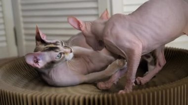 Sfenks kedisi kedi yatağında yatıyor ve kedi yavrusuyla oynuyor. Kediler alerji yüzünden acı çeker.