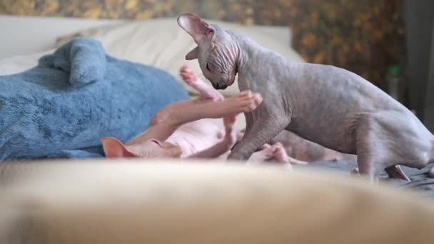 Two sphinx kittens play on the bed at home, indoors. — Stock Video