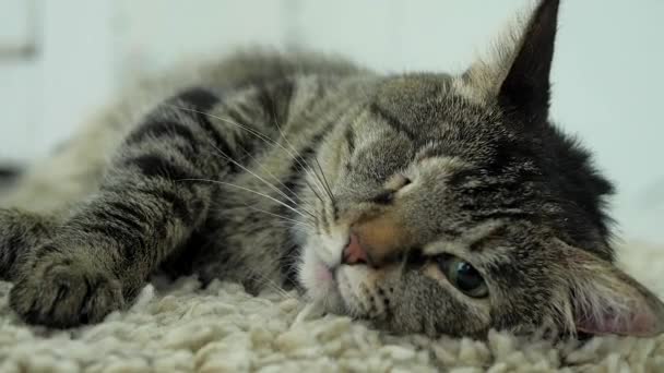 Katt med ett öga ligger på en fluffig matta och gnids mot den. Skadat djur. — Stockvideo