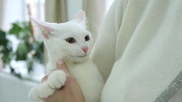 Carino gattino bianco con un naso rosa siede tra le braccia di una donna primo piano — Video Stock