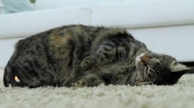 Tek gözlü kedi tüylü beyaz bir halıya sürtünüyor. Evcil hayvan kafayı bulur ve eğlenir..