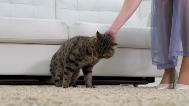 Menina Acaricia Acaricia Gato Manchado Casa Sala Estar — Vídeo de Stock