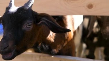 Kara koyun çayırda çim çiğner.