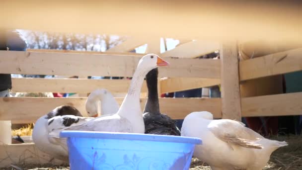 Gänse im Kontaktzoo. — Stockvideo