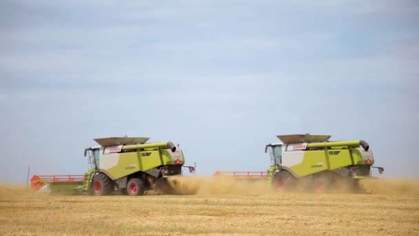 Erntehelfer Ernten Auf Den Feldern Weizen Saisonale Ernte Des Weizens — Stockvideo