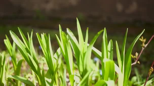 Vista Cerca Hierba Verde Fresca Primavera Frescura Naturaleza — Vídeo de stock