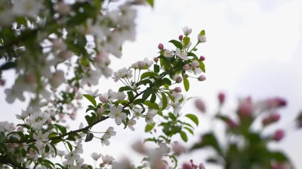 樱桃开花枝条. — 图库视频影像