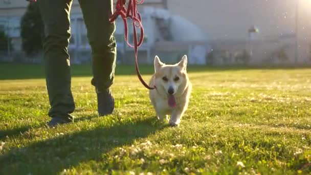 Mignon chien drôle pembroke gallois corgi promenades avec son propriétaire. — Video