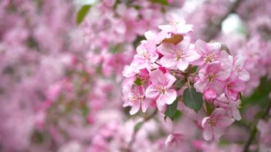 Parlak pembe elma ağaçları