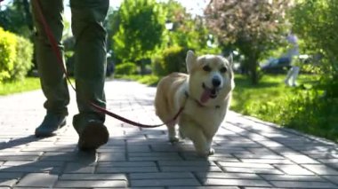 Adam şehir parkında bir köpekle yürüyor.