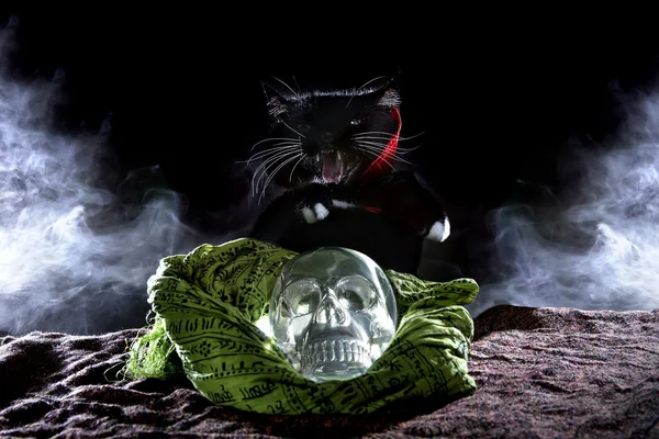 검은 고양이 할로윈 의상 — 스톡 사진
