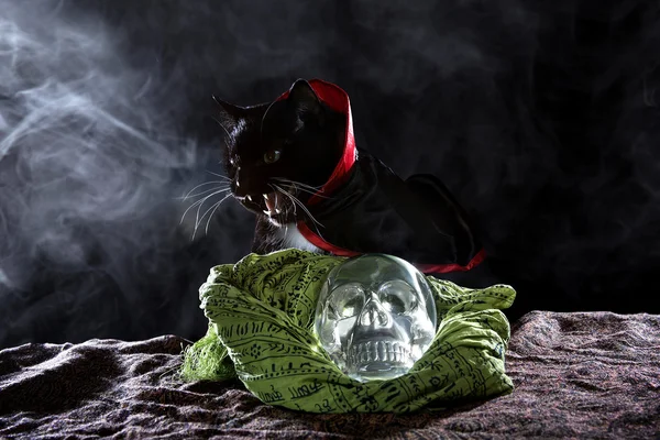 ハロウィーンの衣装の黒い猫 — ストック写真