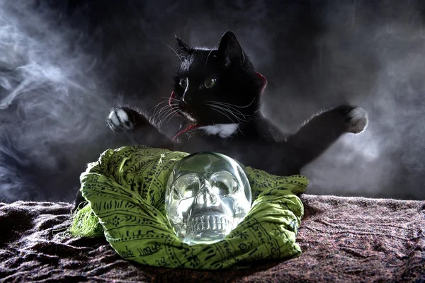 Gato preto em um traje de Halloween — Fotografia de Stock