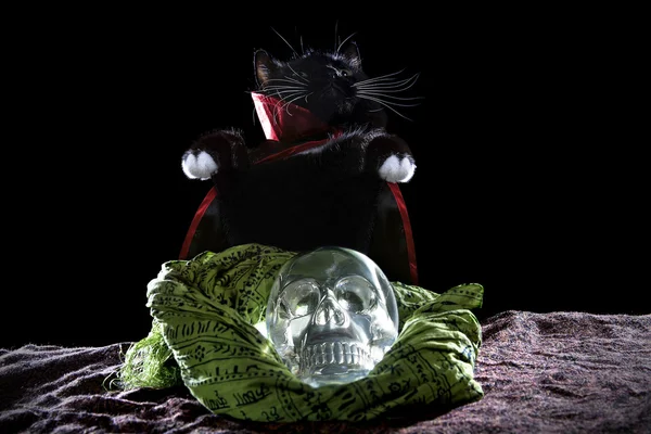 Schwarze Katze im Halloween-Kostüm — Stockfoto