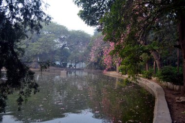 Delhi, Hindistan 'da kış sabahı, dingin pembe çiçek ağacı ve yeşil ağaçlarla çevrili güzel bir gölet.