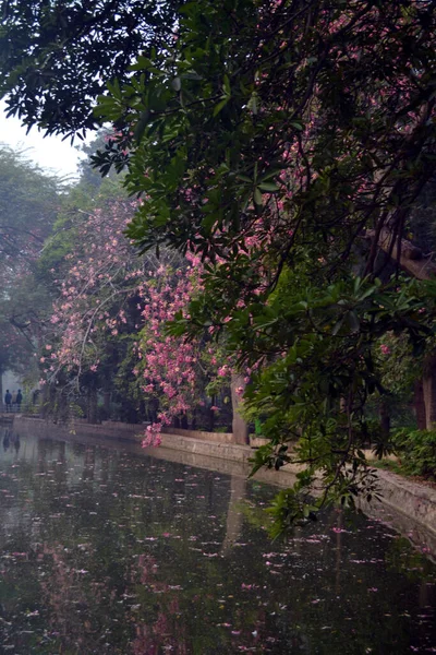 Vertikal Bild Fridfull Rosa Blomma Spills Sjön Vatten Omgiven Gröna — Stockfoto