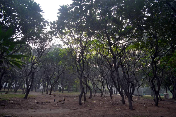 Grappe Arbres Texturaux Dans Chemin Terre Dans Jardin Lodhi Matin — Photo