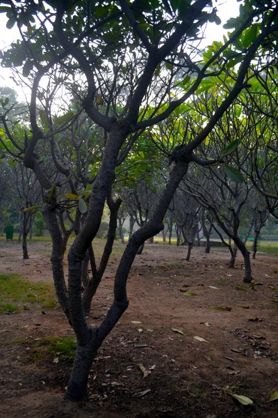 Grappe Arbres Secs Texture Dans Chemin Terre Dans Jardin Lodhi — Photo