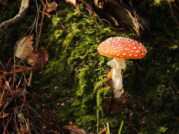 Orman zemininde yapraklı ve yosunlu Amanita mantarı
