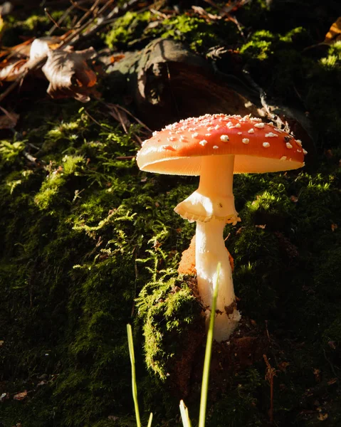 Orman zemininde yapraklı ve yosunlu Amanita mantarı