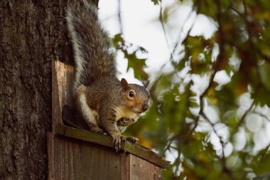 Kuş derisinde oturan gri sincap