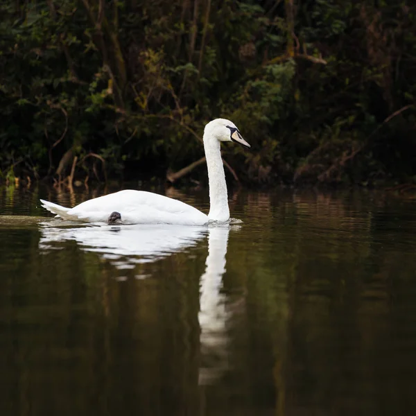 Cisne Branco Sombra Lago — Fotografia de Stock